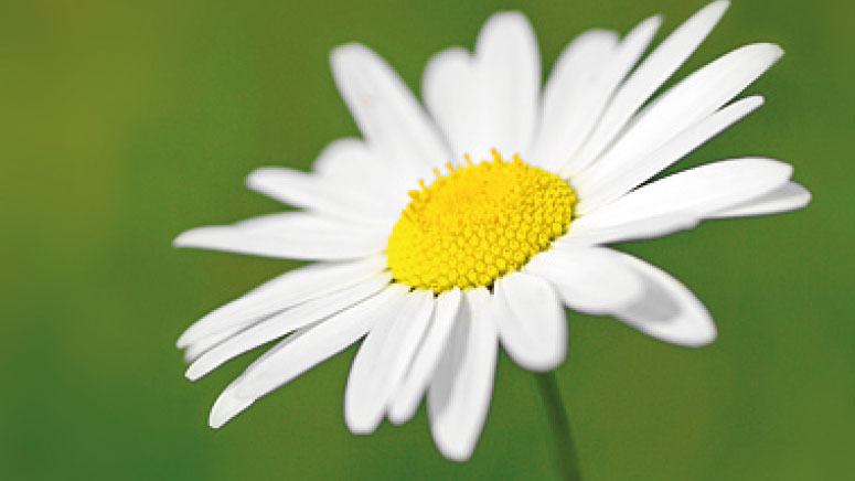 Sommer på Boxon